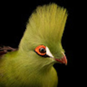 Meet your Posher, Edith